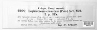 Lophiostoma angustilabrum image